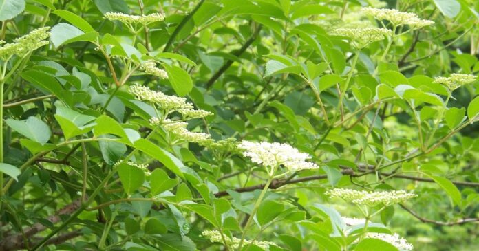 Hickery Holler Farm: Canning Elderberry Pie Filling