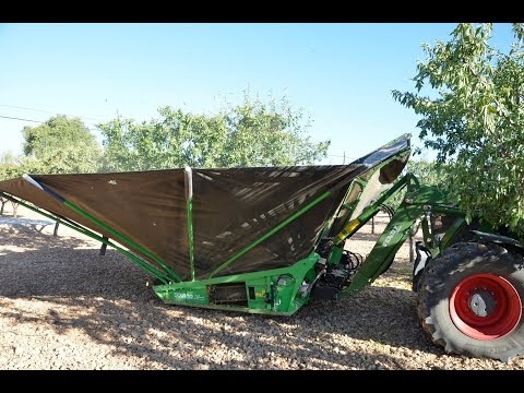 Harvesting almond trees