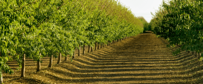 California Almonds: 2024 Forecast - Serving Agriculture Since 1907