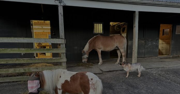 Bee Haven Acres... Tales From The Farm