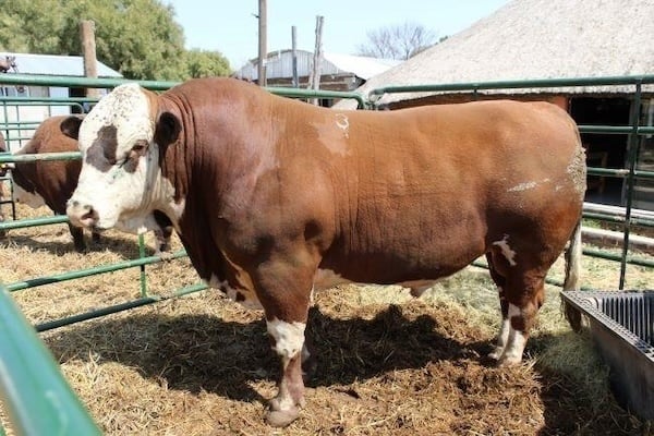 Good breeding stock at Beefpower Braford production auction – African Farming