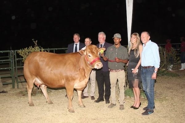 Limousin and Brahman win gold at BKB-ALE show – African Farming