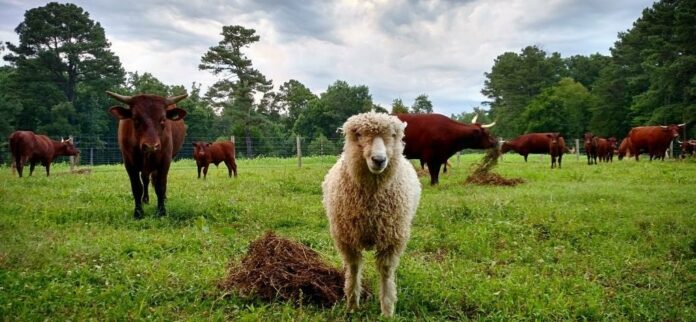 Job on a Heritage Farm in Virginia