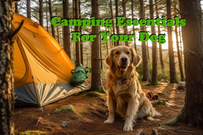 Top 7 Camping Products For Your Dog